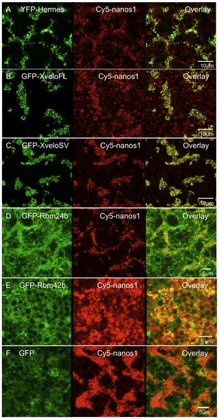 Protein Interactions in Xenopus Germ Plasm RNP Particles